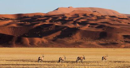 Oryx-Walking-in-Sossusvlei-Namibia