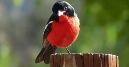 namibia-bird-red-4994838-e1629902833221-1024x653.jpg